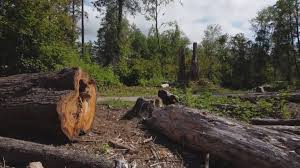  Rialto, CA Tree Removal Pros