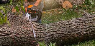 Best Lawn Watering Services  in Rialto, CA