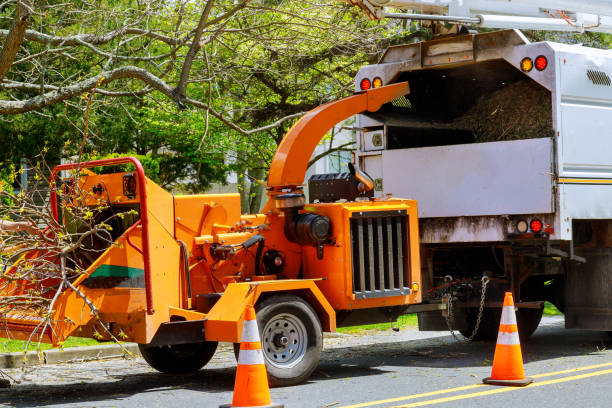 Rialto, CA Tree Removal Company