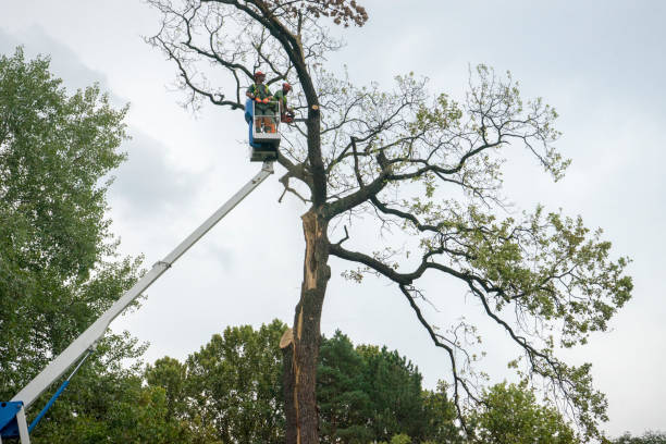 Best Tree Trimming and Pruning  in Rialto, CA