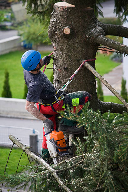 Best Tree Mulching  in Rialto, CA