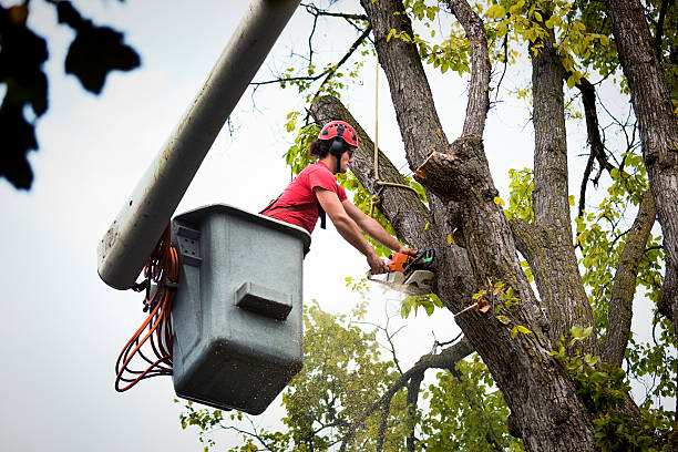 Best Tree Disease Treatment  in Rialto, CA