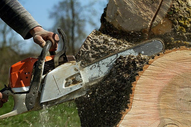 Best Tree Preservation Services  in Rialto, CA